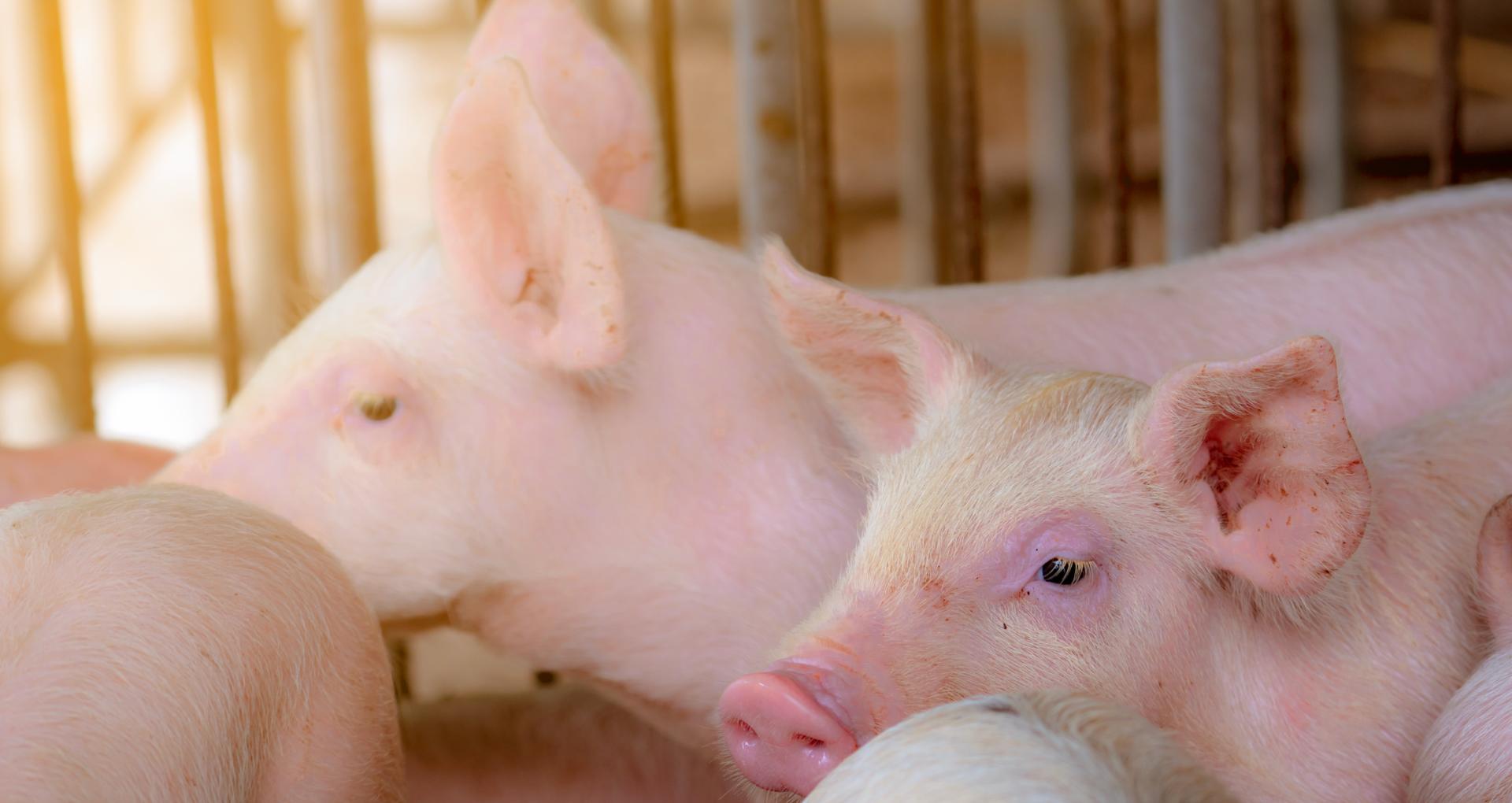 “好几年没买过这么便宜的！”有超市已低至5元/斤，猪肉价格还会再降吗？